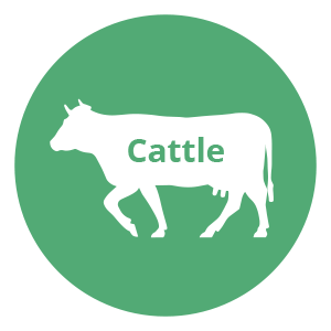 Cattle Icon - Stalosan.com