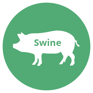 Swine Icon - Stalosan.com